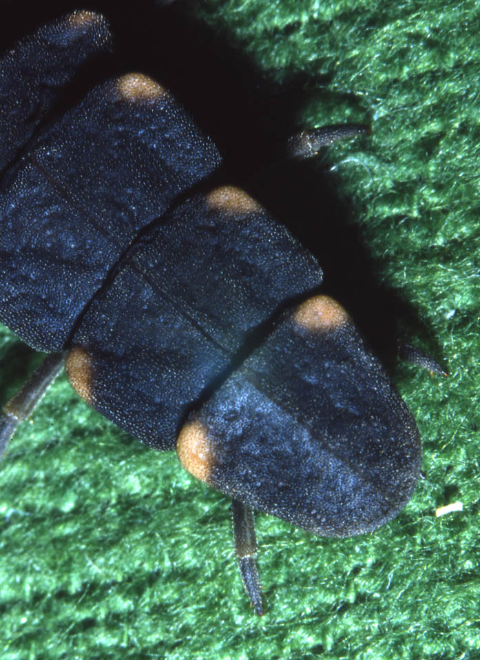 Larva di Lampyris noctiluca